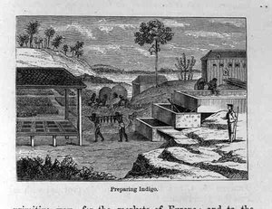 Indigo vorbereiten, aus Santo Domingo Vergangenheit und Gegenwart von Samuel Hazard, veröffentlicht 1873 von English School